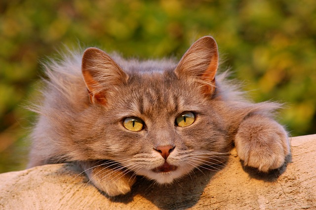 Why A Cat Vet?