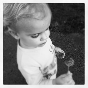 Elisha And The Dandelion