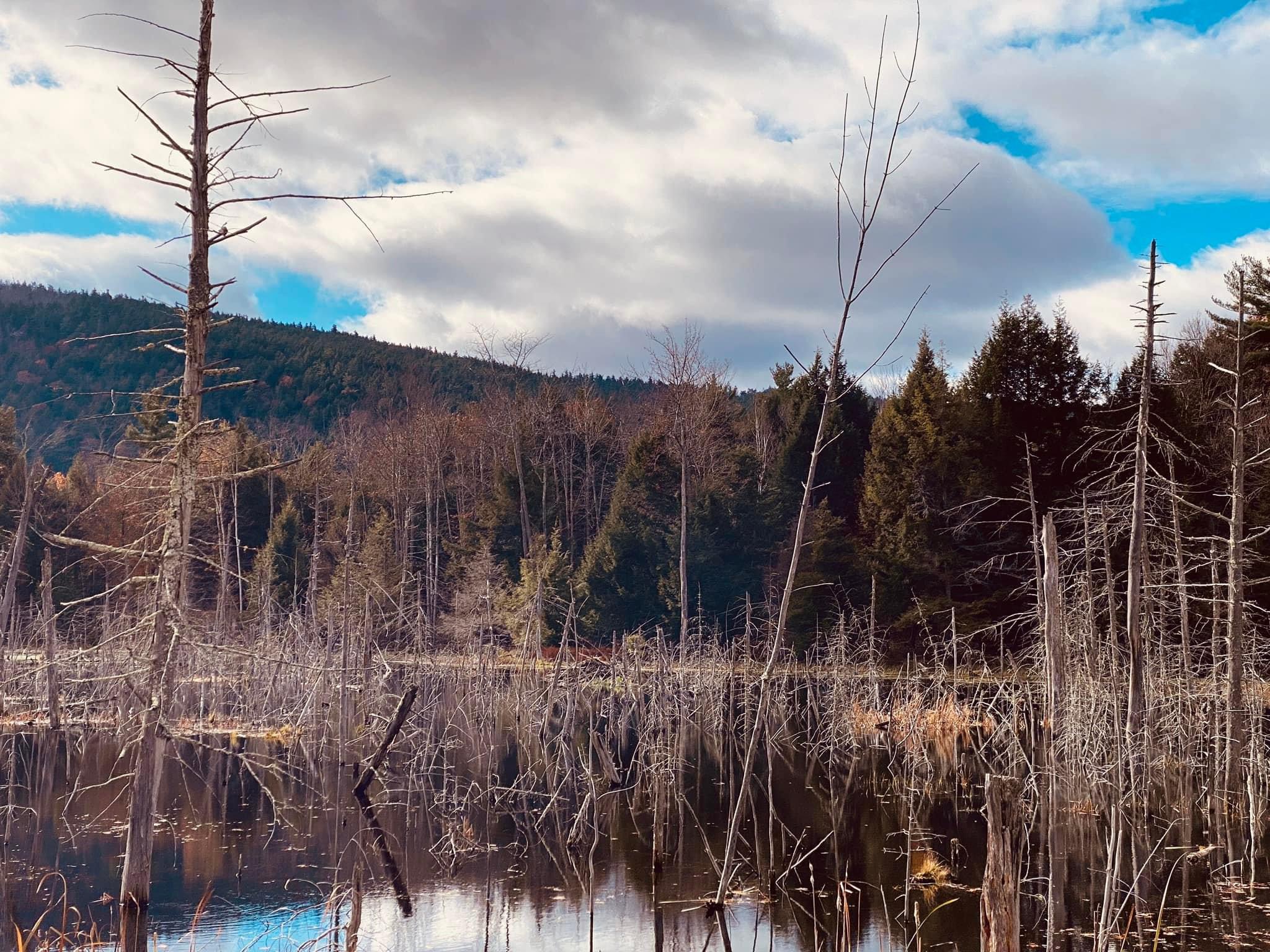 Johnny Thorpe | Adirondack Trapper