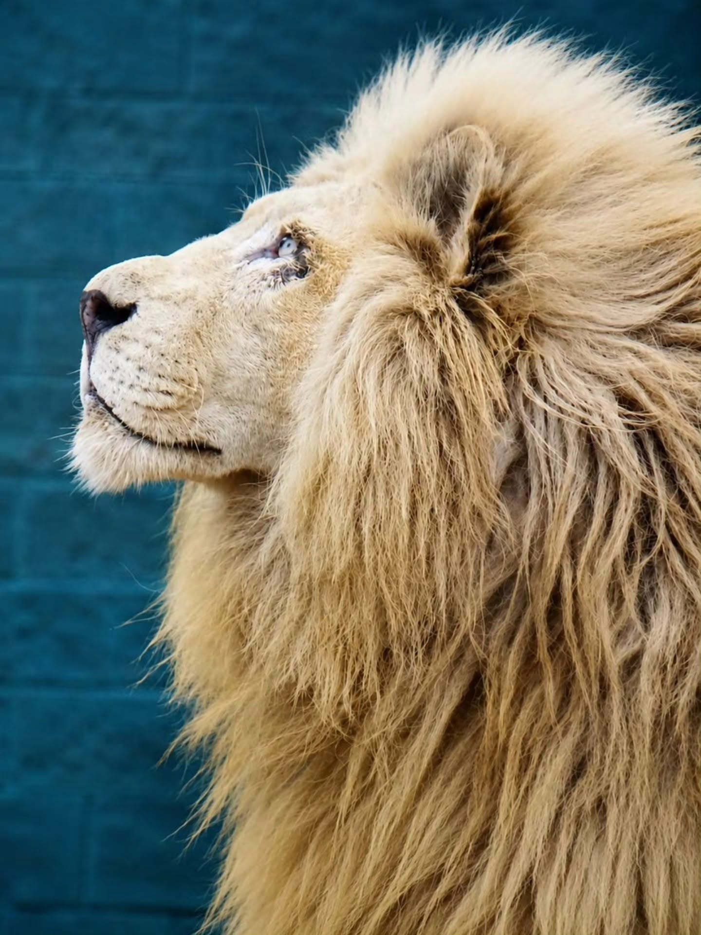 Remembering Our Old Friend Ramses the Lion On National Senior Citizen Day