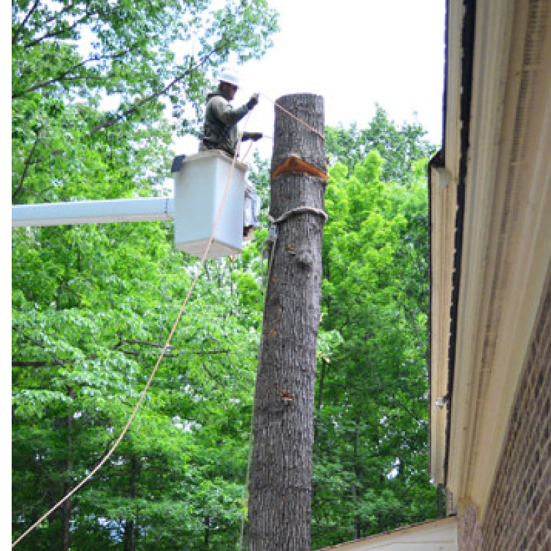 Jet Tree Service
