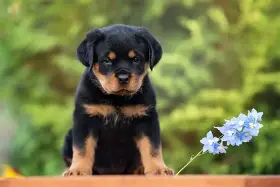 Il Rottweiler